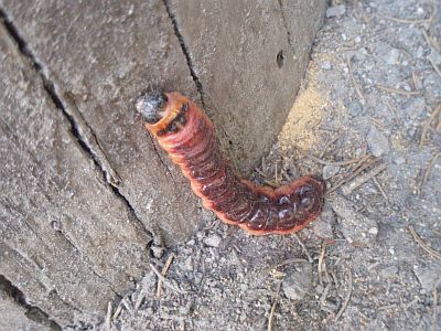 velká housenka, teda larva Drvopleně obecného (Cossus cossus)